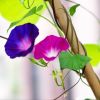 20PC 6FT A natural bamboo plant climbing stakes helps plants grow and beautifies your space.
